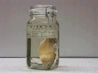藏品(托爾逆鈎鰺)的圖片